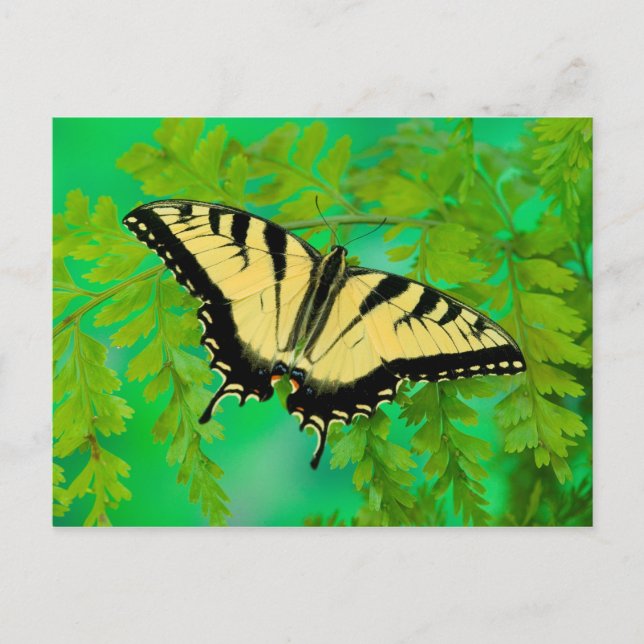 Ein Frack-Schmetterling-Landing Postkarte (Vorderseite)