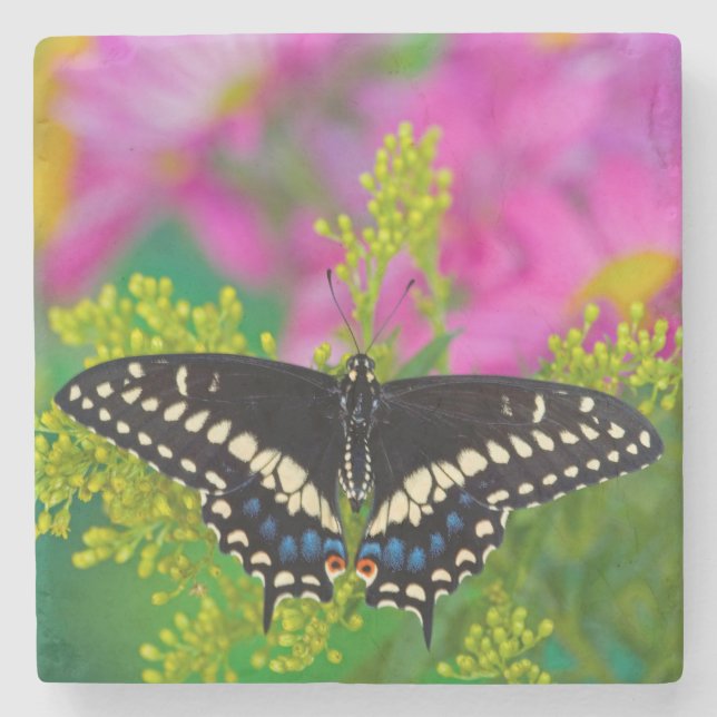 Ein Frack-Schmetterling-Landing Steinuntersetzer (Vorderseite)