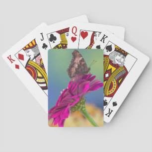 Ein Frack-Schmetterling   Papilio Multicaudatus Spielkarten