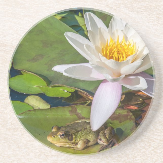 Ein Frosch unter einer Seeroseblume Getränkeuntersetzer (Vorne)