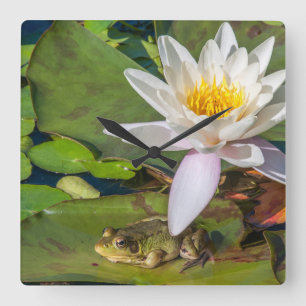 Ein Frosch unter einer Seeroseblume Quadratische Wanduhr