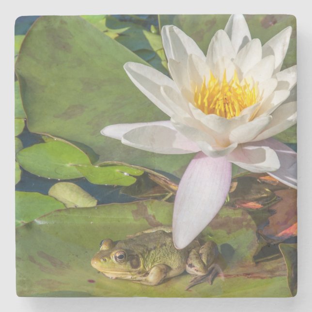 Ein Frosch unter einer Seeroseblume Steinuntersetzer (Vorderseite)