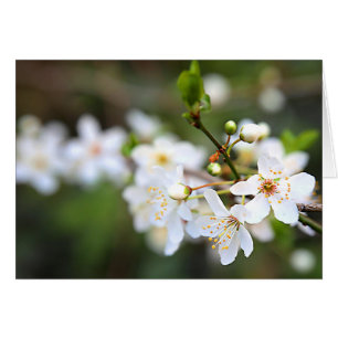 Ein Frühlingsschlag