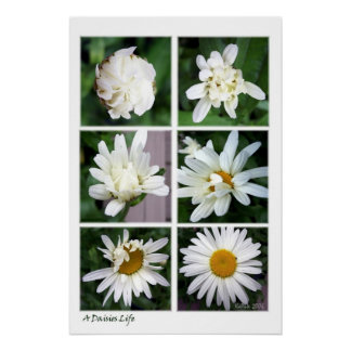 Ein Gänseblümchen-Leben Poster