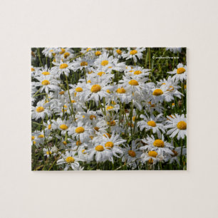 Ein Gebiet der Oxeye Daisies Puzzle