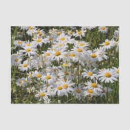 Ein Gebiet der Oxeye Daisies Seidenpapier