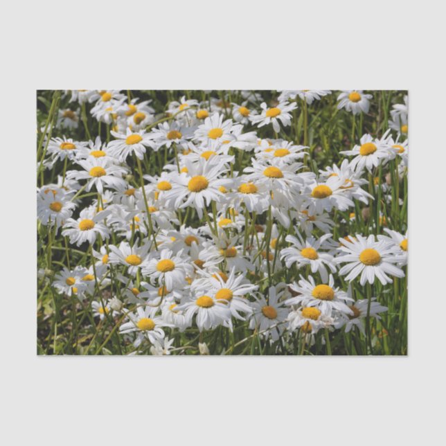 Ein Gebiet der Oxeye Daisies Seidenpapier (Vorderseite)