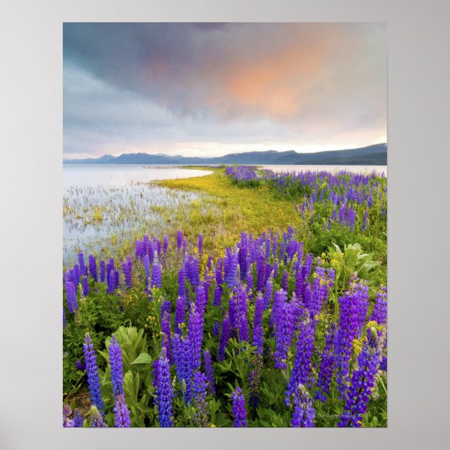 Ein Gebiet von Lupine-Wildblumen an der Nordküste Poster (Vorne)