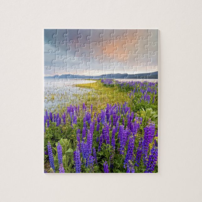 Ein Gebiet von Lupine-Wildblumen an der Nordküste Puzzle (Vertikal)