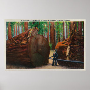 Ein gefallener Gigant, Humboldt-Staat Park Poster