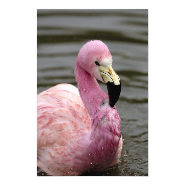 Ein gefangenes Foto eines Anden Flamingo (Vorne)