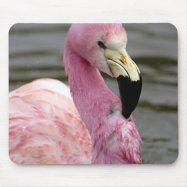 Ein gefangenes Foto eines Anden Flamingo Mousepad (Vorne)