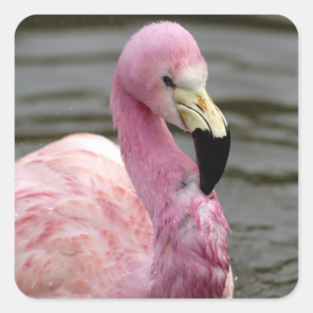 Ein gefangenes Foto eines Anden Flamingo Quadratischer Aufkleber (Vorderseite)