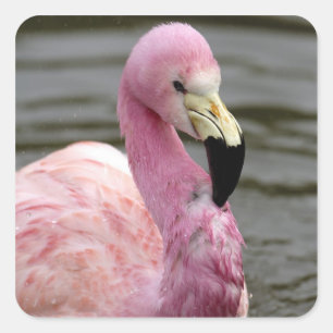 Ein gefangenes Foto eines Anden Flamingo Quadratischer Aufkleber