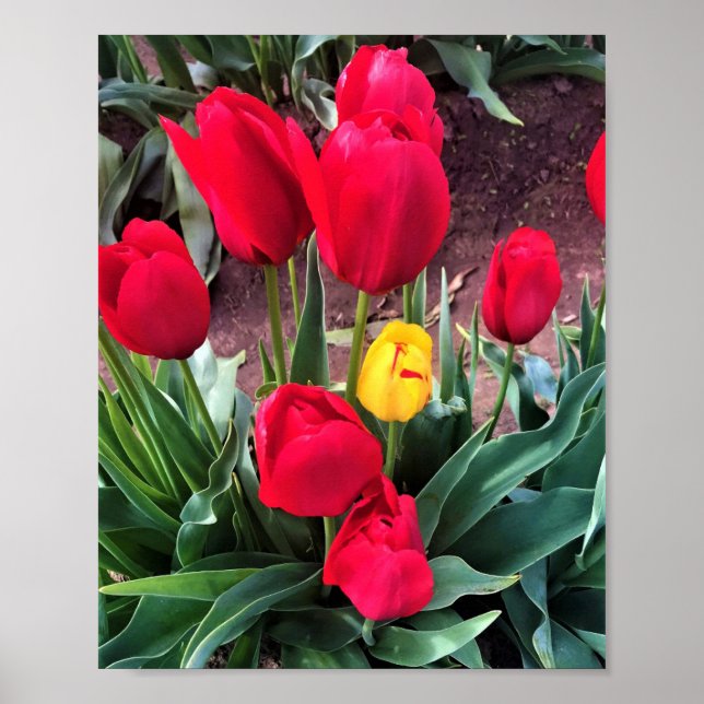Ein Gelb mit roten Tulissen Poster (Vorne)