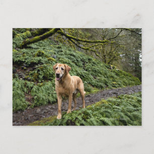 Ein gelbe Labrador wartete für mehrere Postkarte