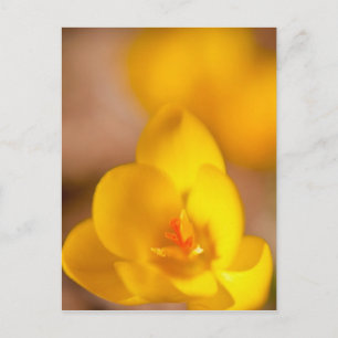Ein gelber Krokus blüht in Portsmouth, New Postkarte