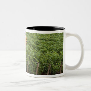 Ein gelbes Schild für vorbeifahrende Traktoren im  Zweifarbige Tasse