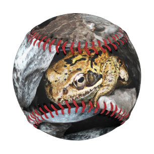 Ein gepunkteter Frosch versteckt sich zwischen den Baseball