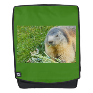 ein geselliges Murmeltier auf dem Rucksack für Erw