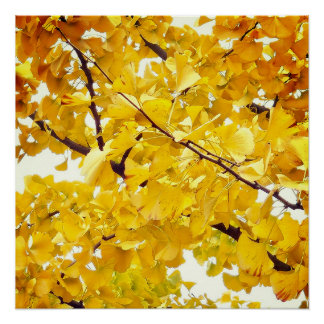 ein Ginkgo-Baum, der den Herbst umfasst Poster