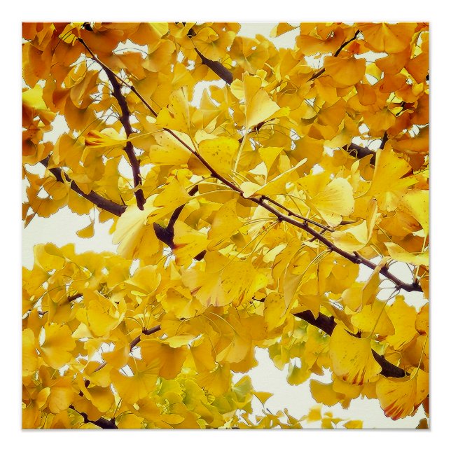 ein Ginkgo-Baum, der den Herbst umfasst Poster (Vorderseite)
