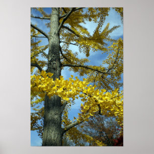 Ein Ginkgo-Baum in Tendo Poster