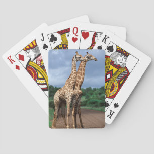 Ein Giraffenpaar auf der Straße, Kruger National Spielkarten