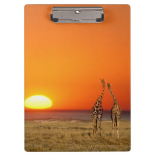 Ein Giraffenpaar geht in den Sonnenuntergang, in Klemmbrett