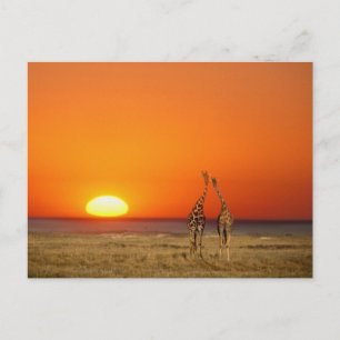 Ein Giraffenpaar geht in den Sonnenuntergang, in Postkarte