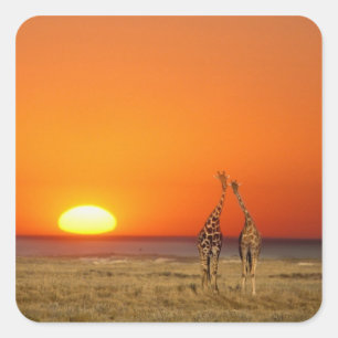 Ein Giraffenpaar geht in den Sonnenuntergang, in Quadratischer Aufkleber