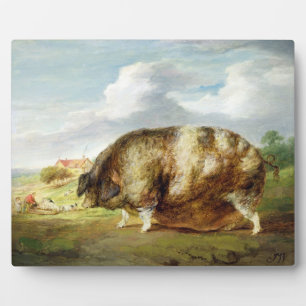 Ein Gloucestershire Old Spot (Öl auf Tafel) Fotoplatte