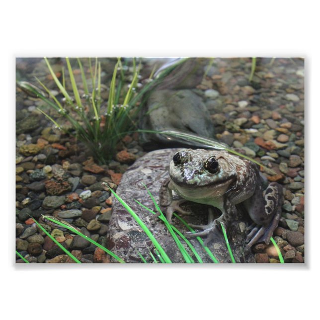Ein glücklicher Frosch Fotodruck (Vorne)