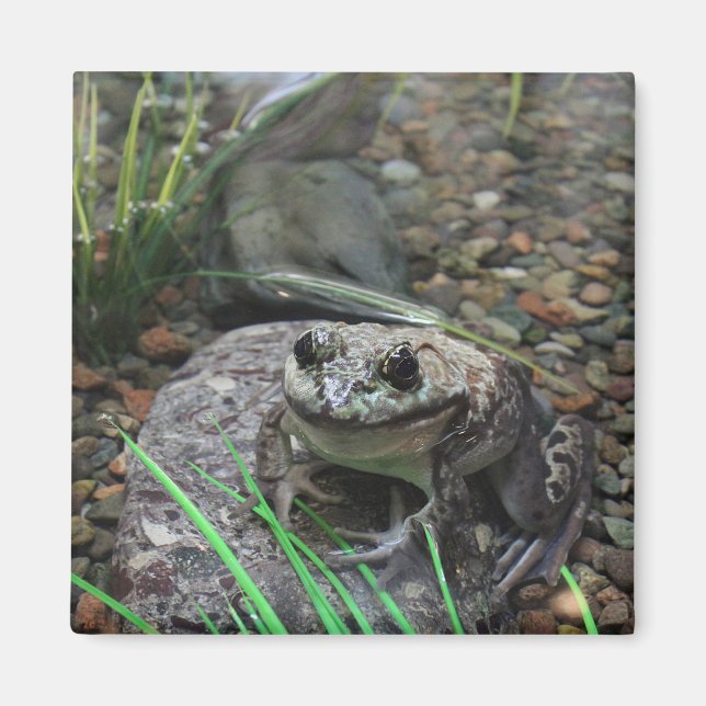 Ein glücklicher Frosch Magnet (Vorne)