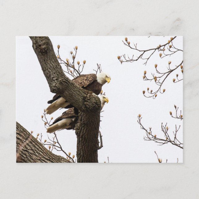 Ein glückliches (?) Adlerpaar Postkarte (Vorderseite)