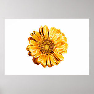 Ein goldenes Gerbera-Blume-Weiß-Hintergrund-Isolat Poster