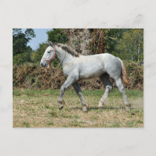 Ein grauer Percheron-Fohlen in Frankreich Postkarte