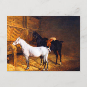 Ein graues Pony und ein schwarzes Pferd in einem S Postkarte