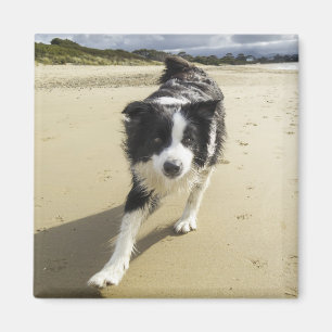 Ein Grenzhund, der auf dem Strand läuft Magnet