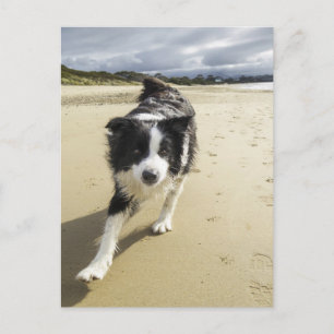 Ein Grenzhund, der auf dem Strand läuft Postkarte