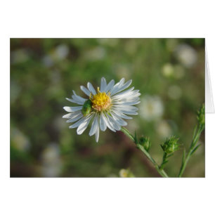 Ein grüner Bug auf einer weißen Blume