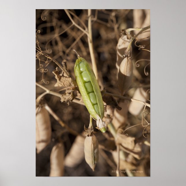 Ein grüner Pea Pod auf einer getrockneten Pea Pod- Poster (Vorne)