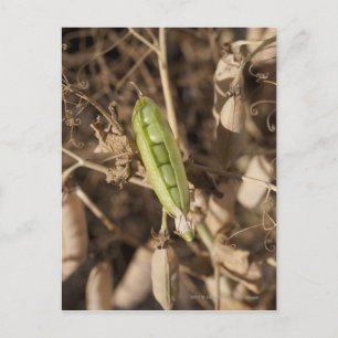 Ein grüner Pea Pod auf einer getrockneten Pea Pod- Postkarte
