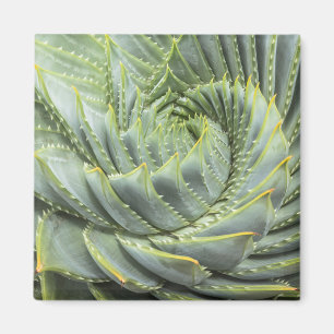 Ein grüner u. weißer Succulent Magnet