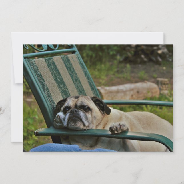 Ein gutes Leben für einen Mops (Vorderseite)