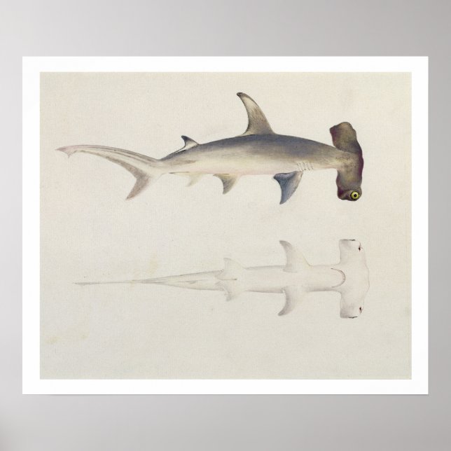 Ein Hammer-Hai, Loheia, früher als Hammer-Shark be Poster (Vorne)