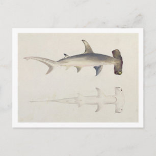 Ein Hammer-Hai, Loheia, früher als Hammer-Shark be Postkarte