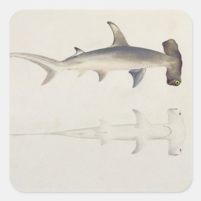 Ein Hammer-Hai, Loheia, früher als Hammer-Shark be Quadratischer Aufkleber (Vorderseite)