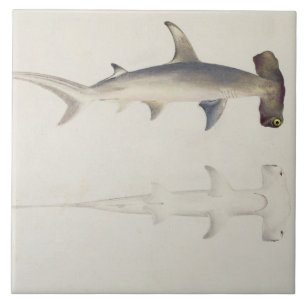 Ein Hammer-köpfiger Haifisch, Loheia, früher Fliese