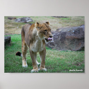 Ein Hauch der Wildnis Poster